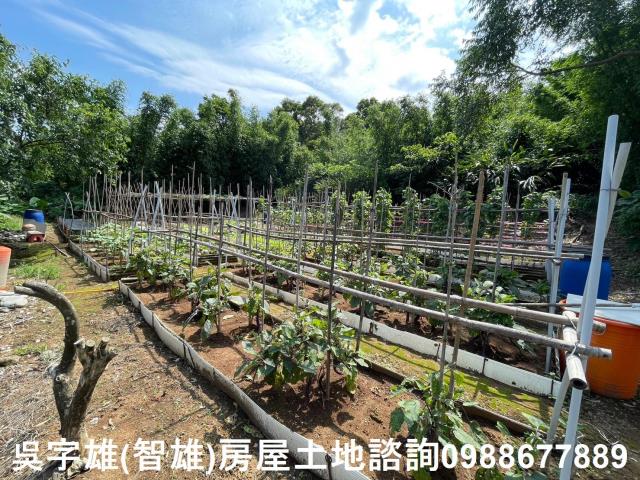 士林農地-12