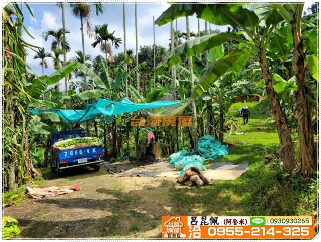 中埔農地-4
