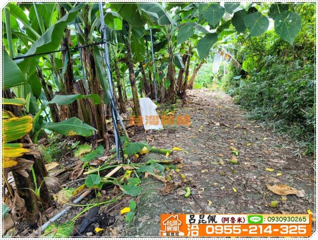 中埔農地-7