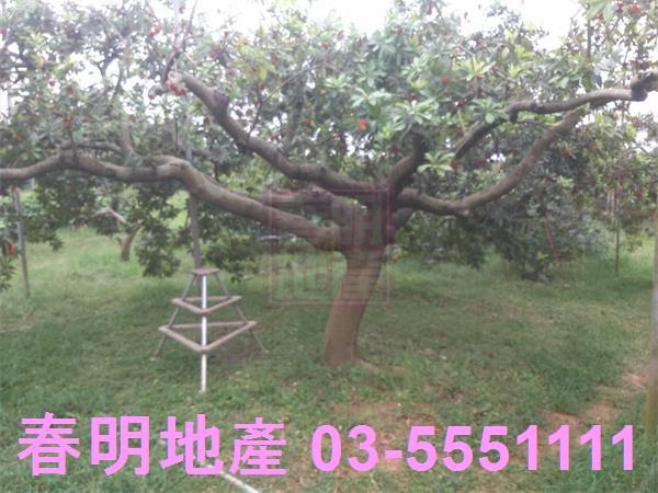 新竹湖口農地-11