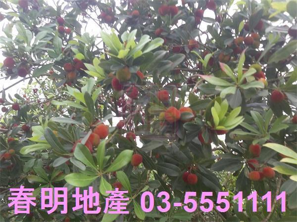 新竹湖口農地-6