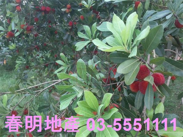 新竹湖口農地-7