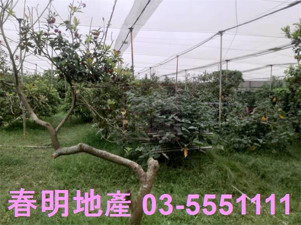 新竹湖口農地-9