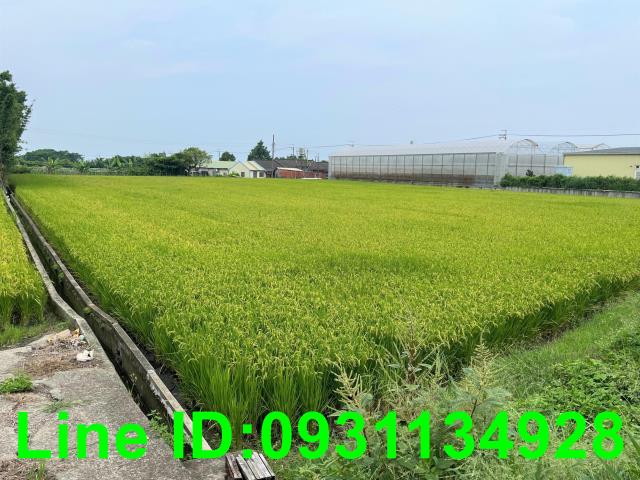 台中外埔農地-2