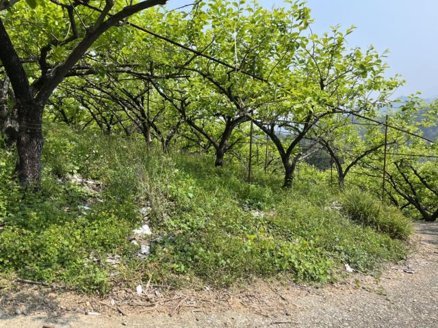 台中山坡地-1