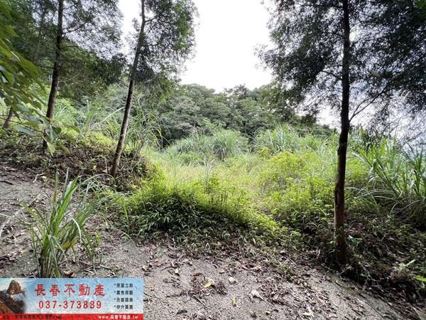 苗栗農地-5