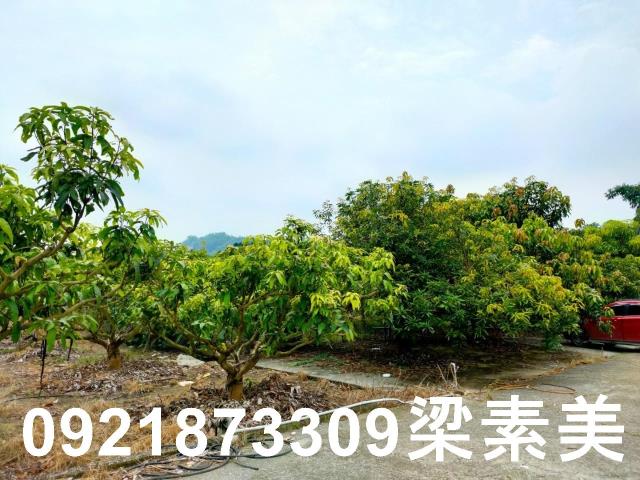 玉井農地-1