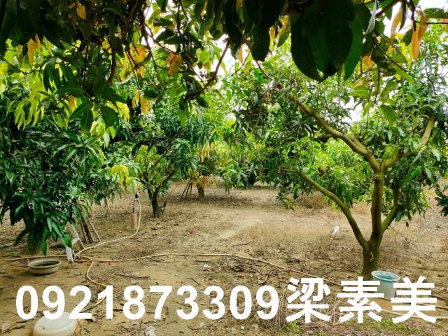 玉井農地-5