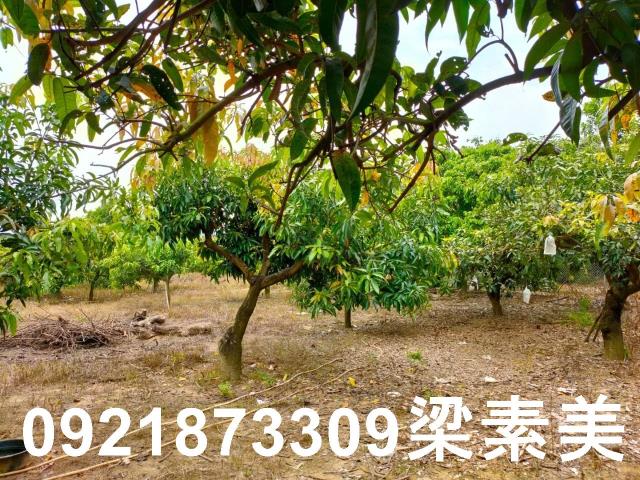 玉井農地-7