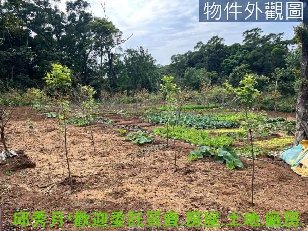 新北淡水農地-5