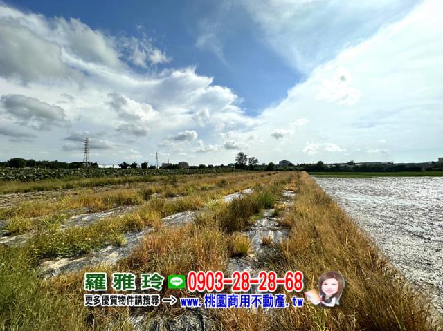 大園農地-2