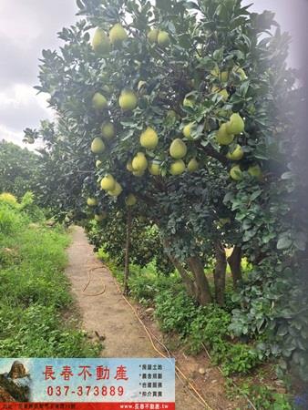 苗栗農地-4