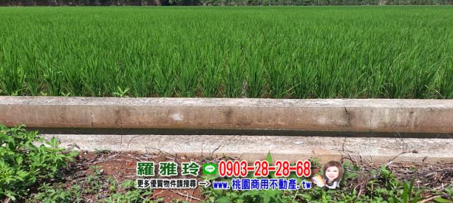 觀音農地-3