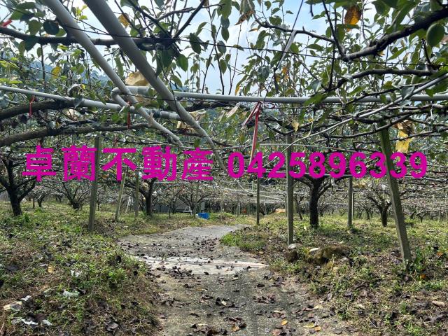 卓蘭農地-3