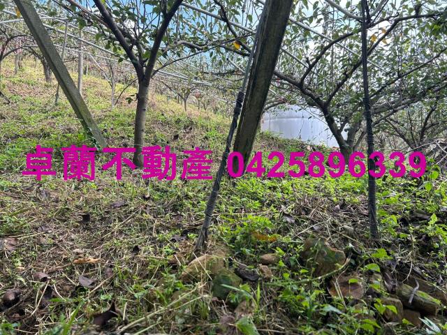 卓蘭農地-4