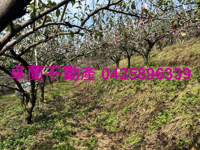 卓蘭農地-5