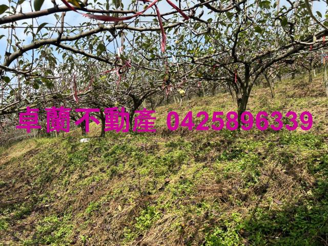 卓蘭農地-6