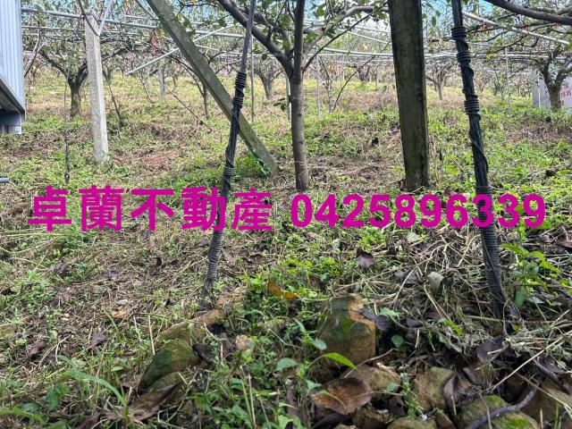 卓蘭農地-7