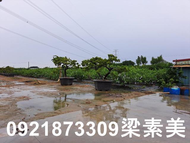 高雄農地-10