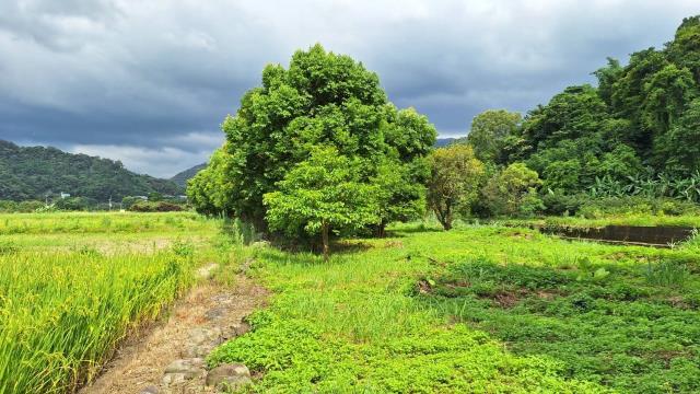 新竹橫山農地-14
