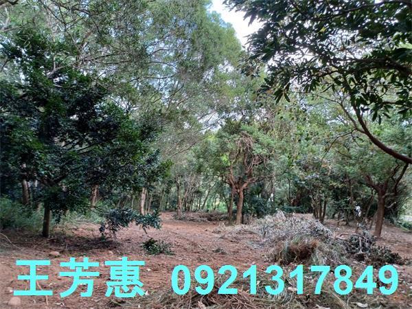苗栗農地-4