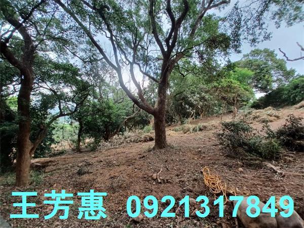 苗栗農地-5