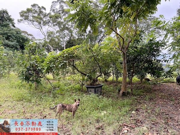 苗栗公館農地-5