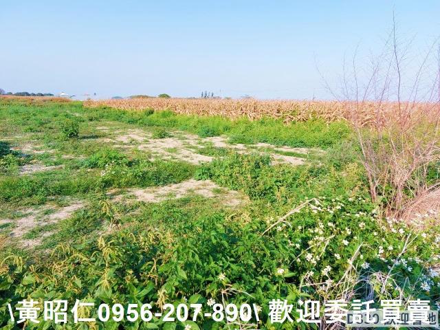 七股農地-4