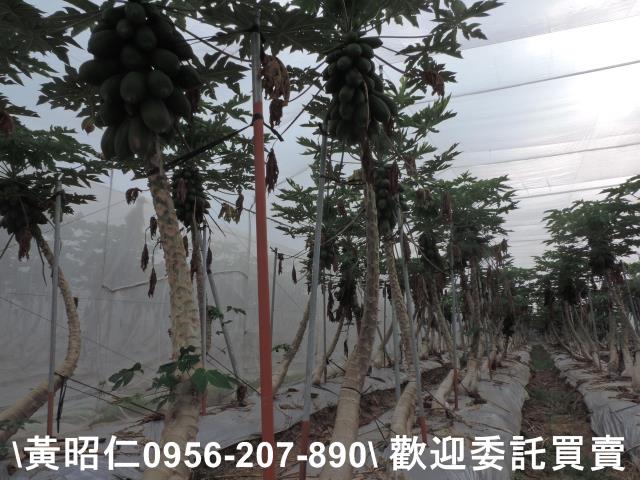 台南農地-3