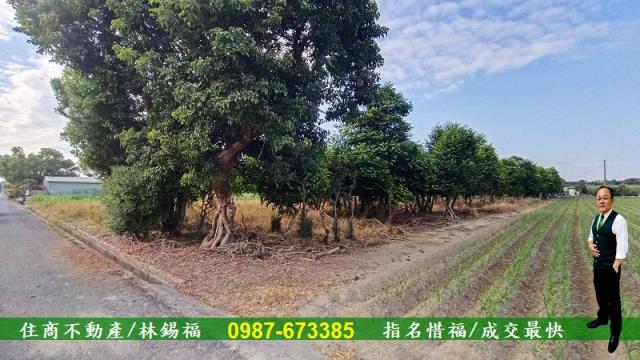 台南善化農地-6