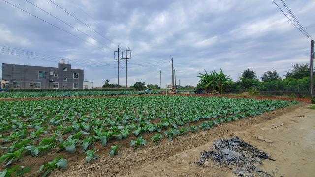 高雄路竹農地-11