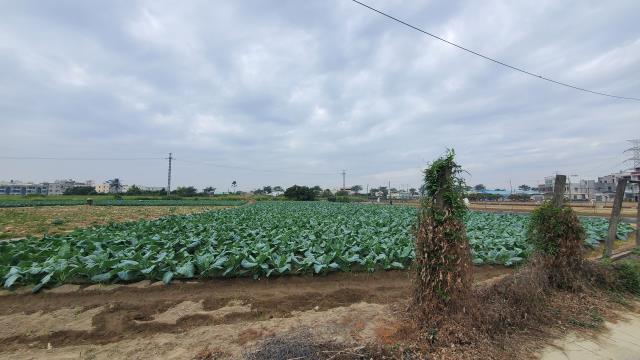 高雄路竹農地-9