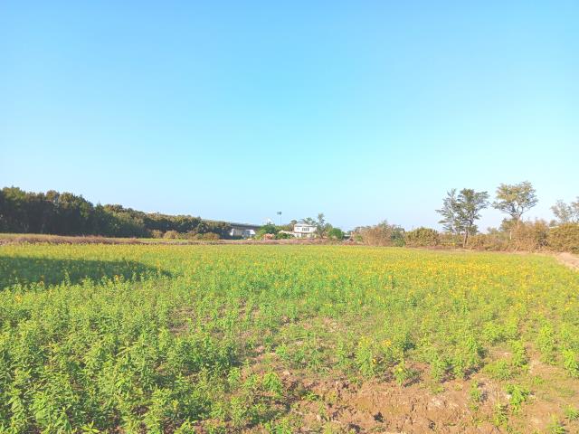 桃園新屋農地-6