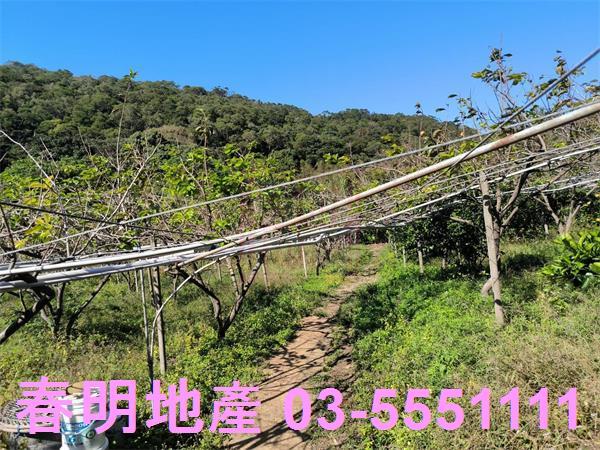 新竹新埔農地-1