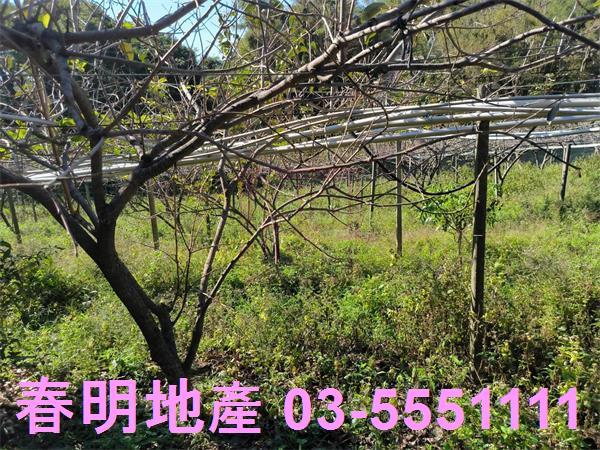 新竹新埔農地-3