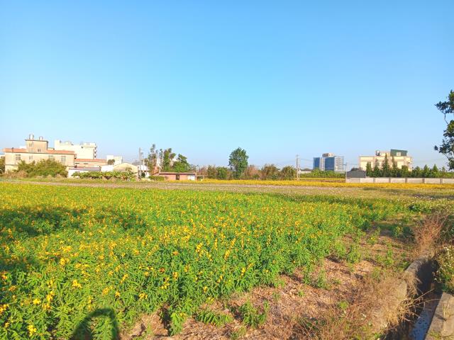 新屋農地-1
