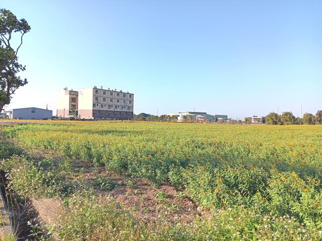 新屋農地-5
