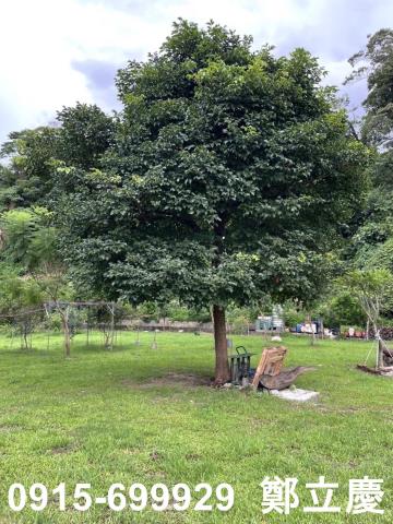 桃園龍潭農地-12