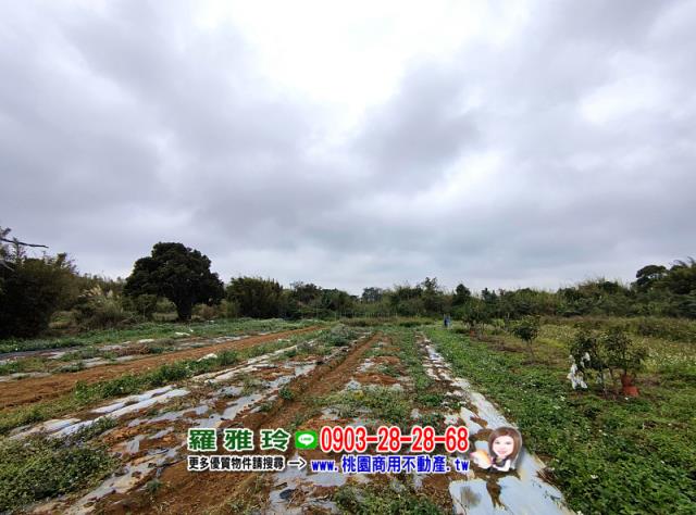 中壢農地-2