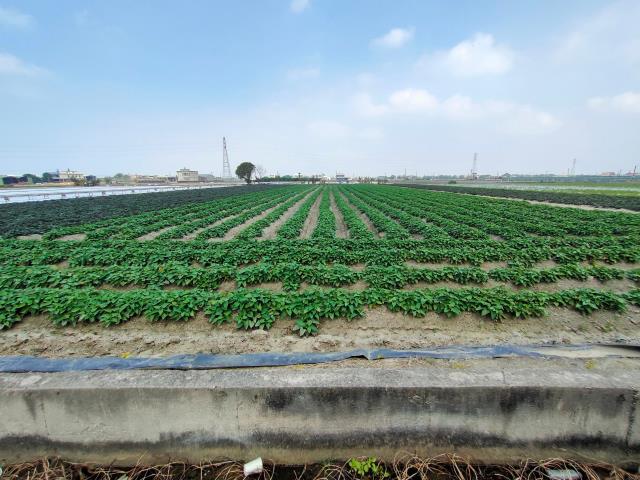 彰化埔鹽農地-1