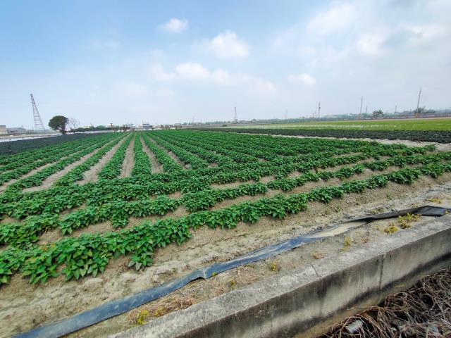 彰化埔鹽農地-8