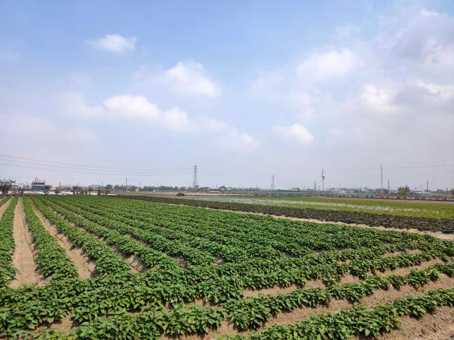 彰化埔鹽農地-9