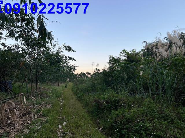 員山農地-4