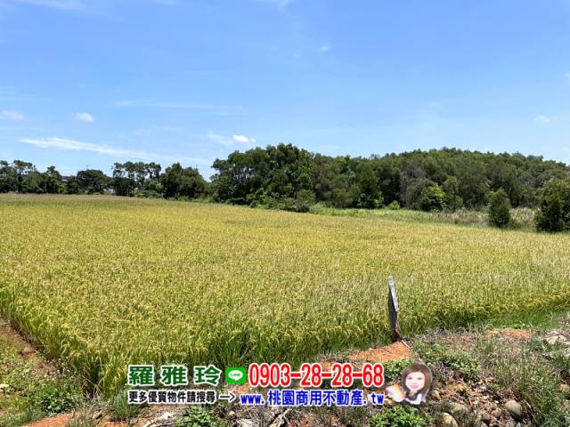 桃園新屋農地-2