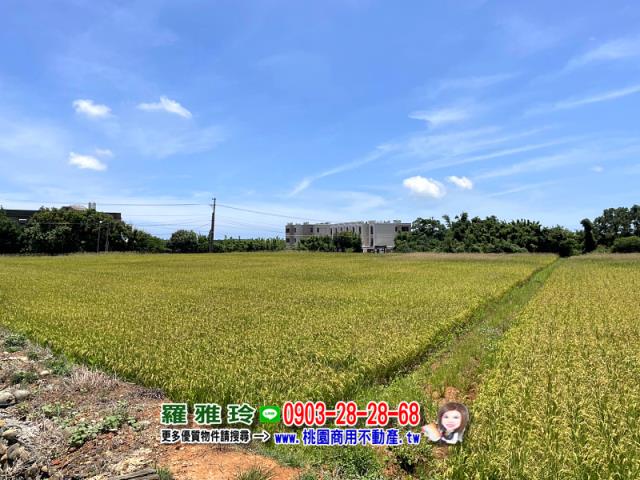 桃園農地-3