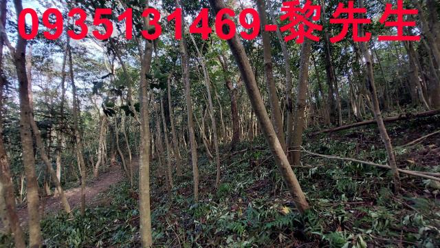 三灣農地-10