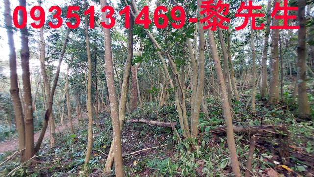 三灣農地-12