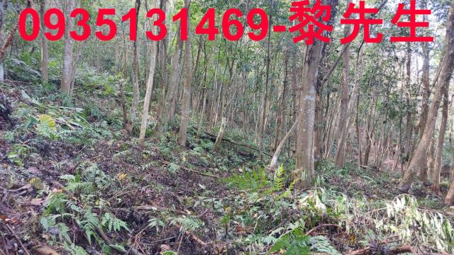 三灣農地-13