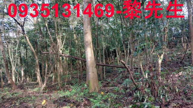 三灣農地-15