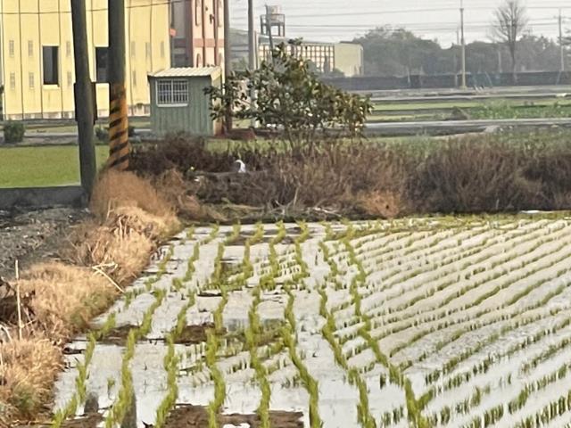 彰化埔鹽農地-2